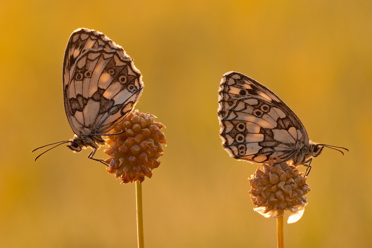 Melanargia galathea (Update)