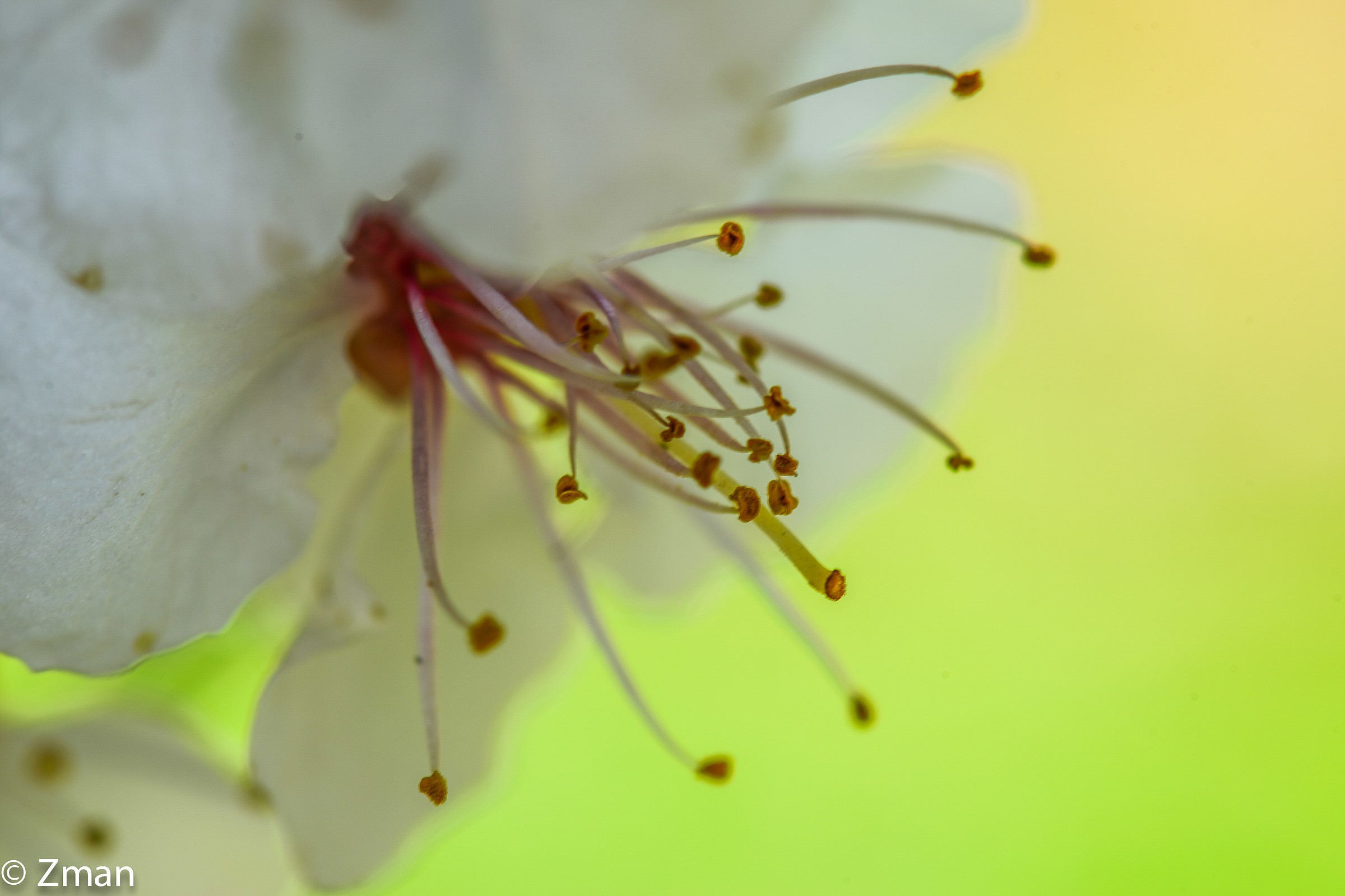 Apricot Flower
