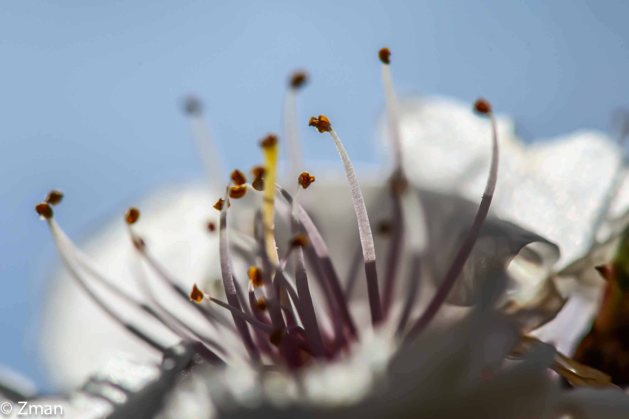 Apricot Flower