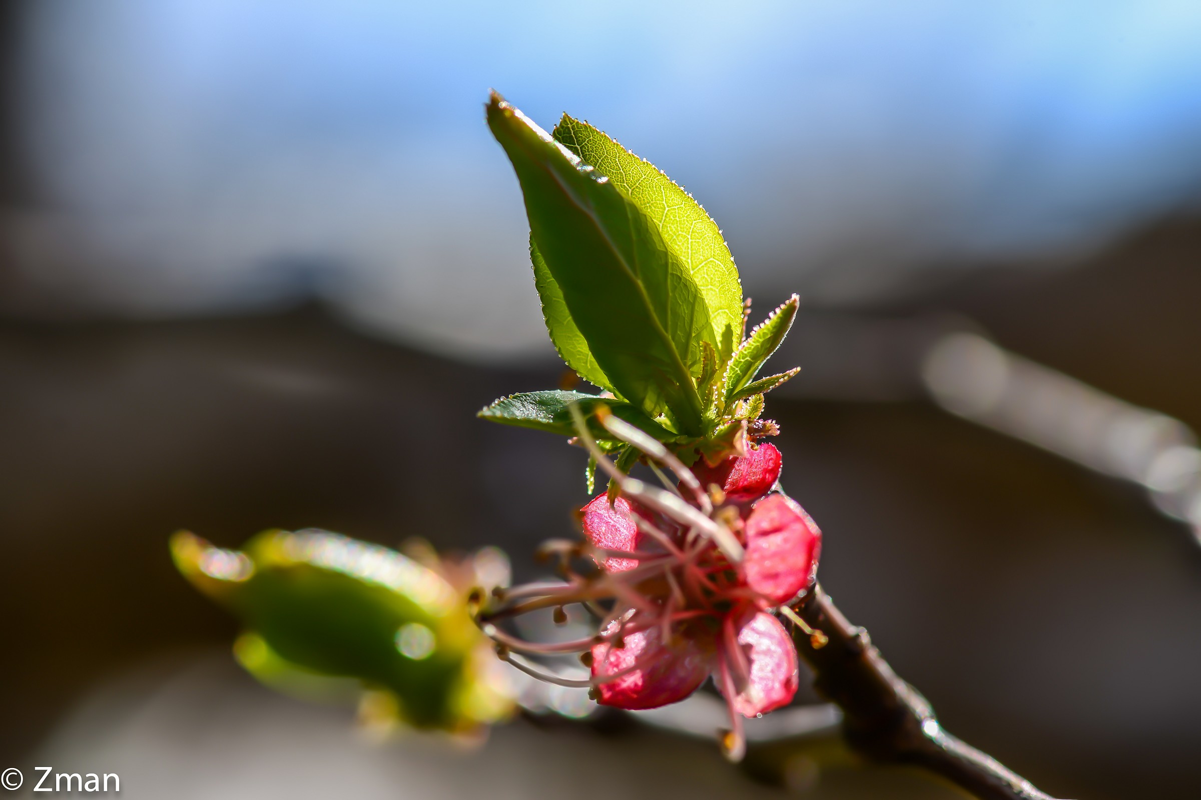 Apricot Flower