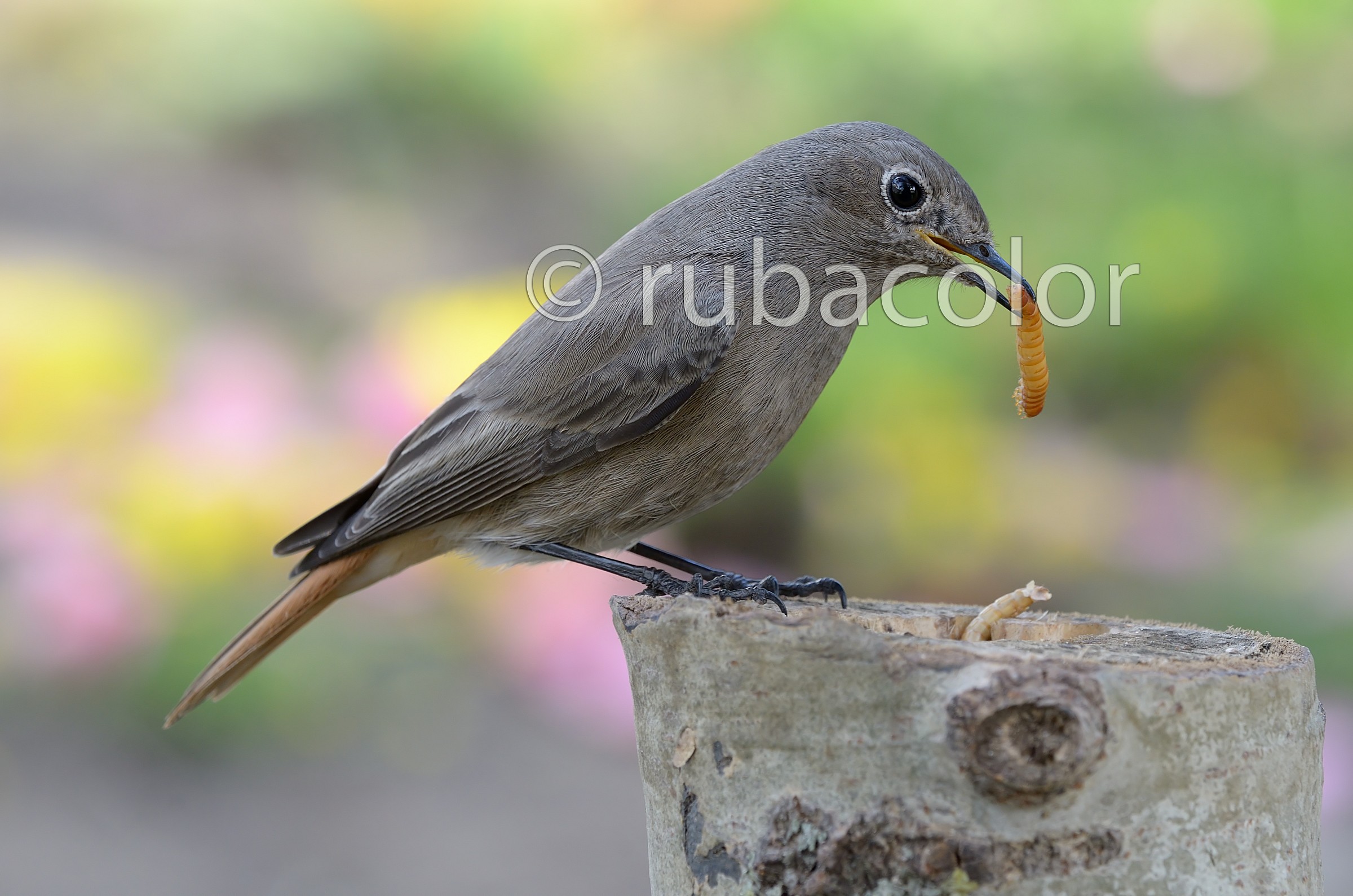 Codirosso alla mangiatoia