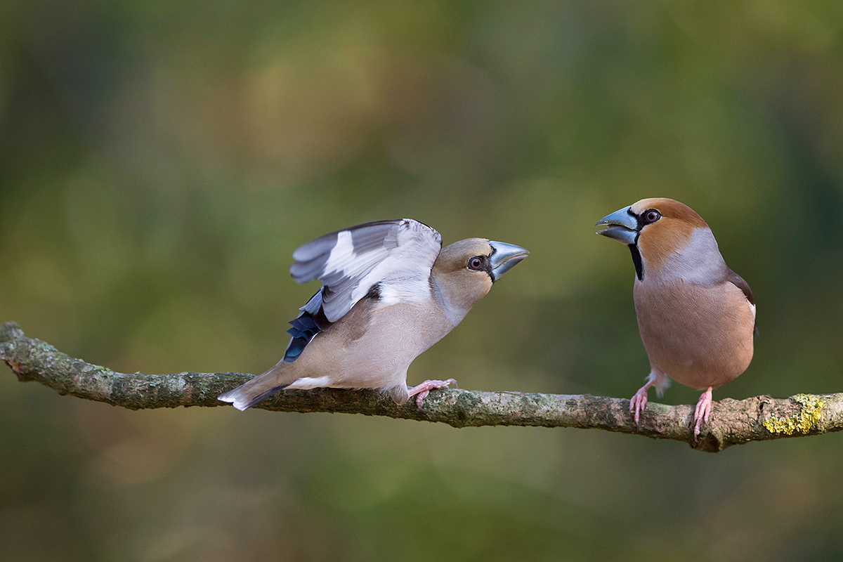 Frosone (Coccothraustes coccothraustes)