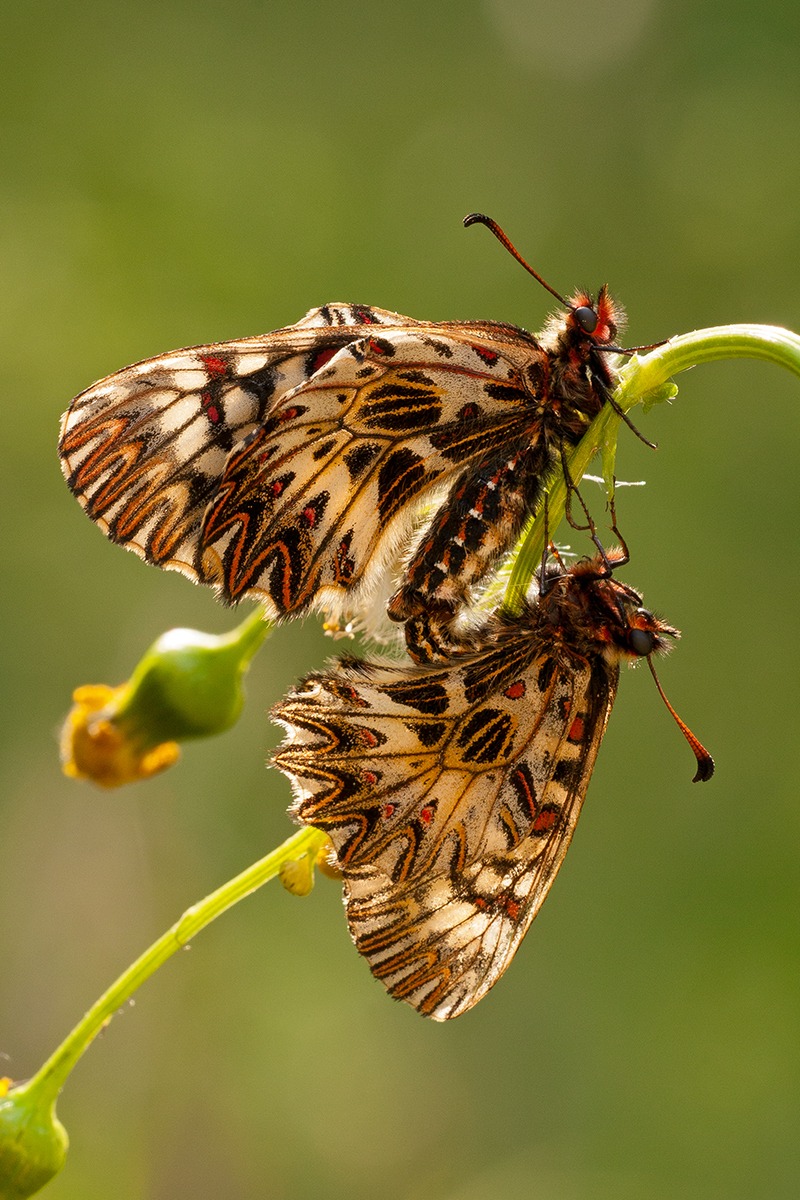 Zerynthia polyxena pair