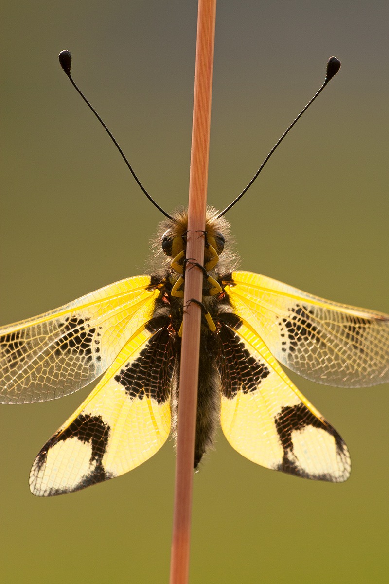 Libelloides macaronius