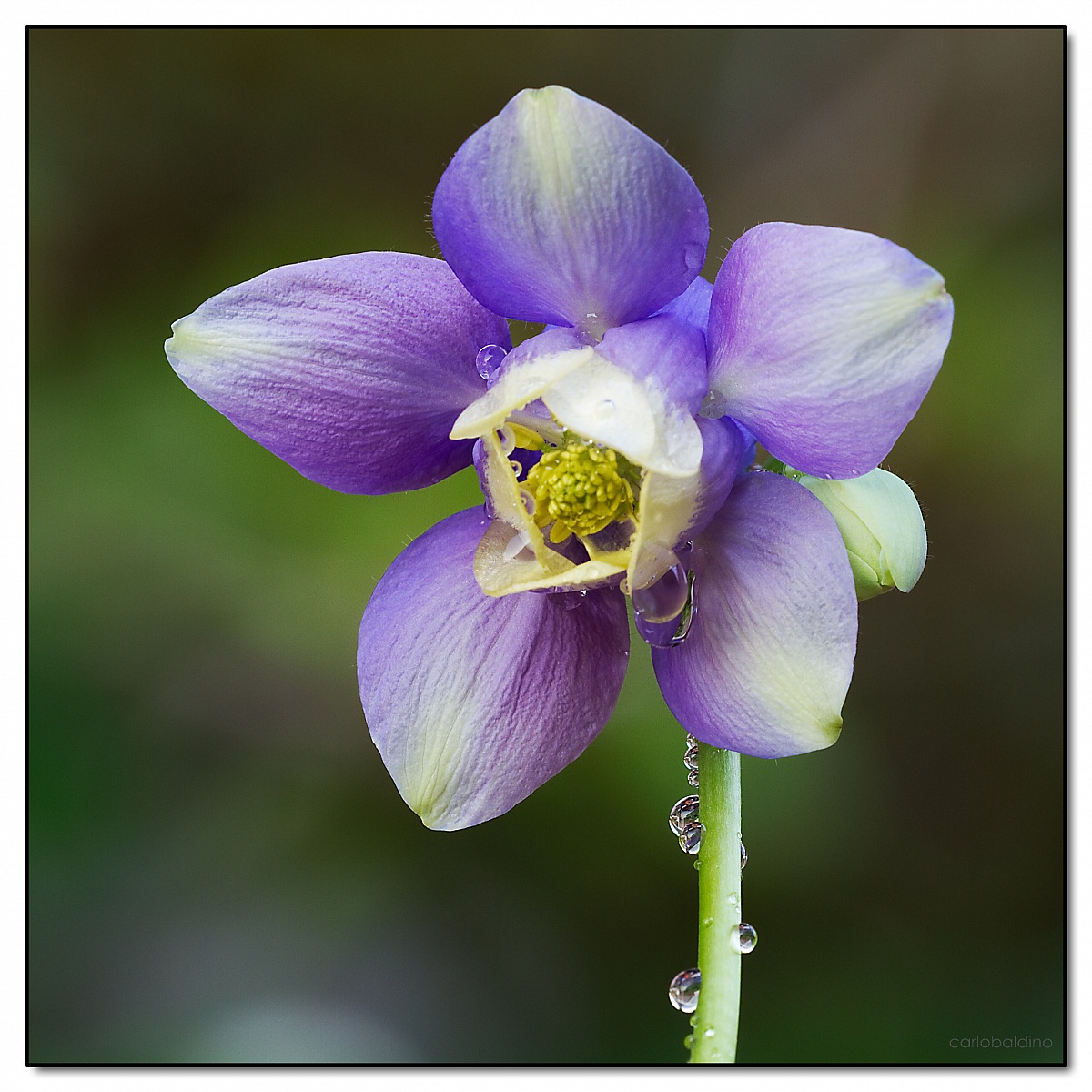 Aquilegia flabellata
