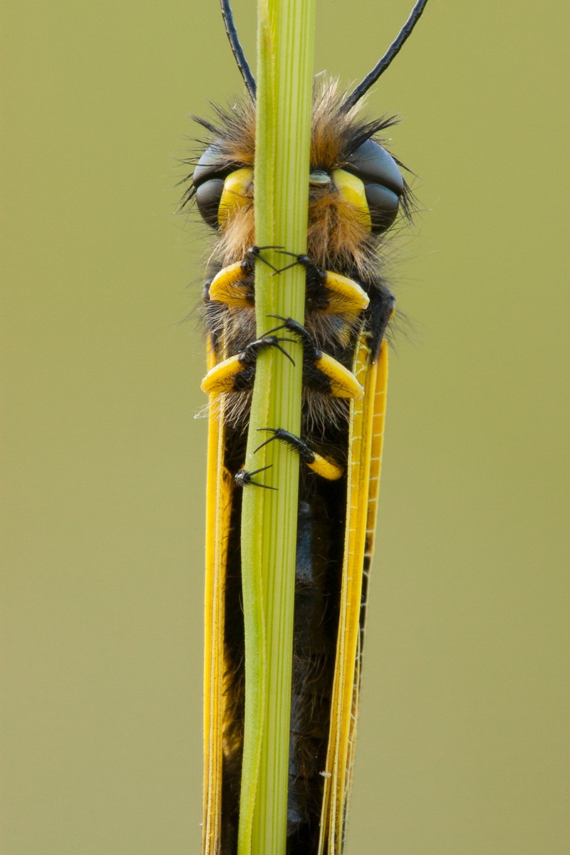 Libelloides macaronius