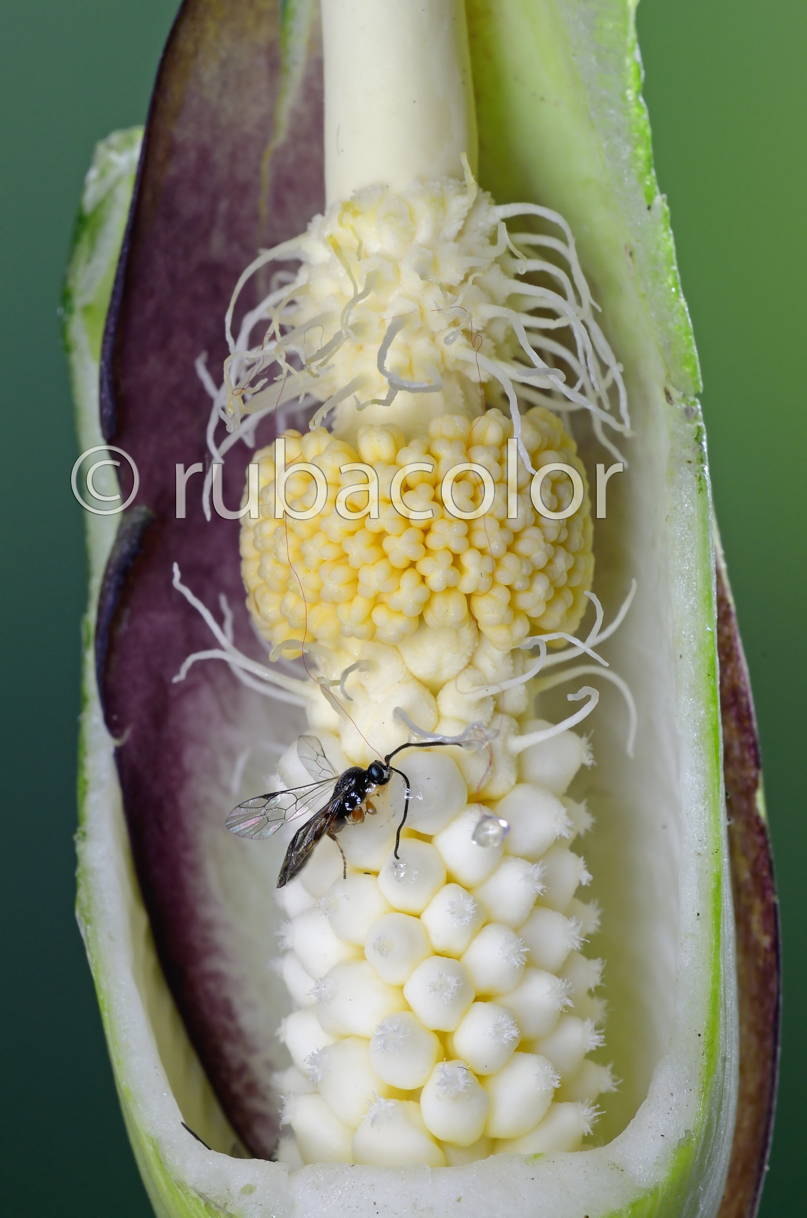 Arum: a trap of love