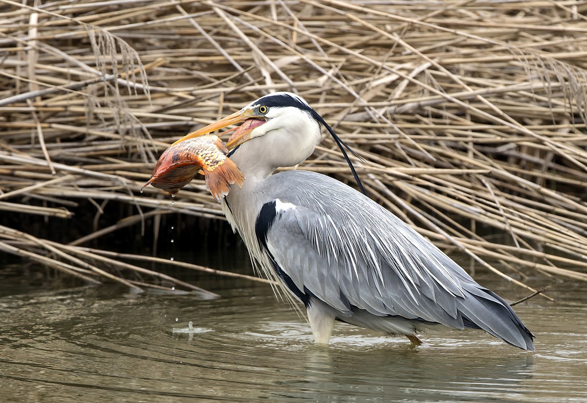 Airone cenerino con preda