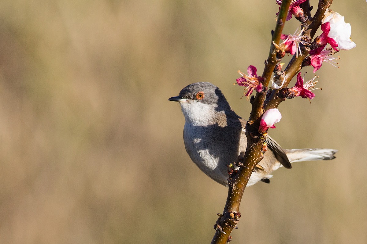 Bentornata primavera