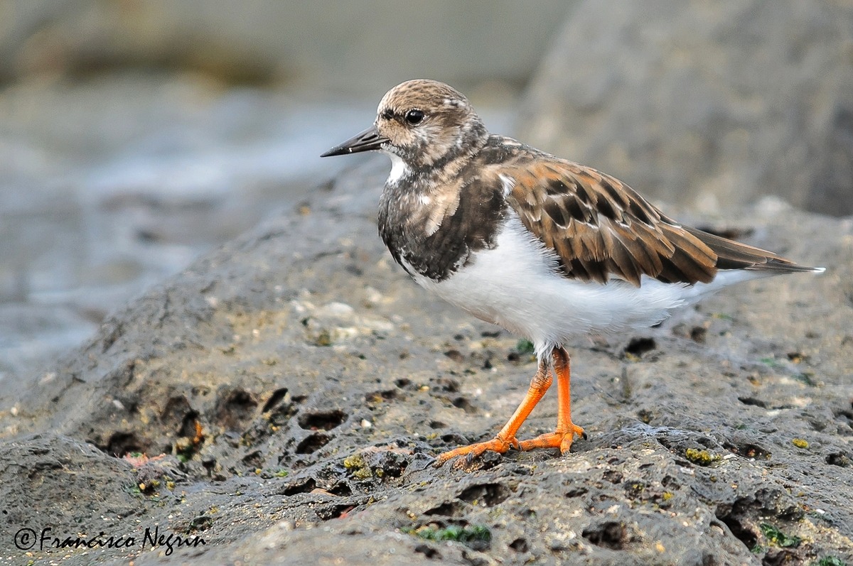 Turnstone on the rocks