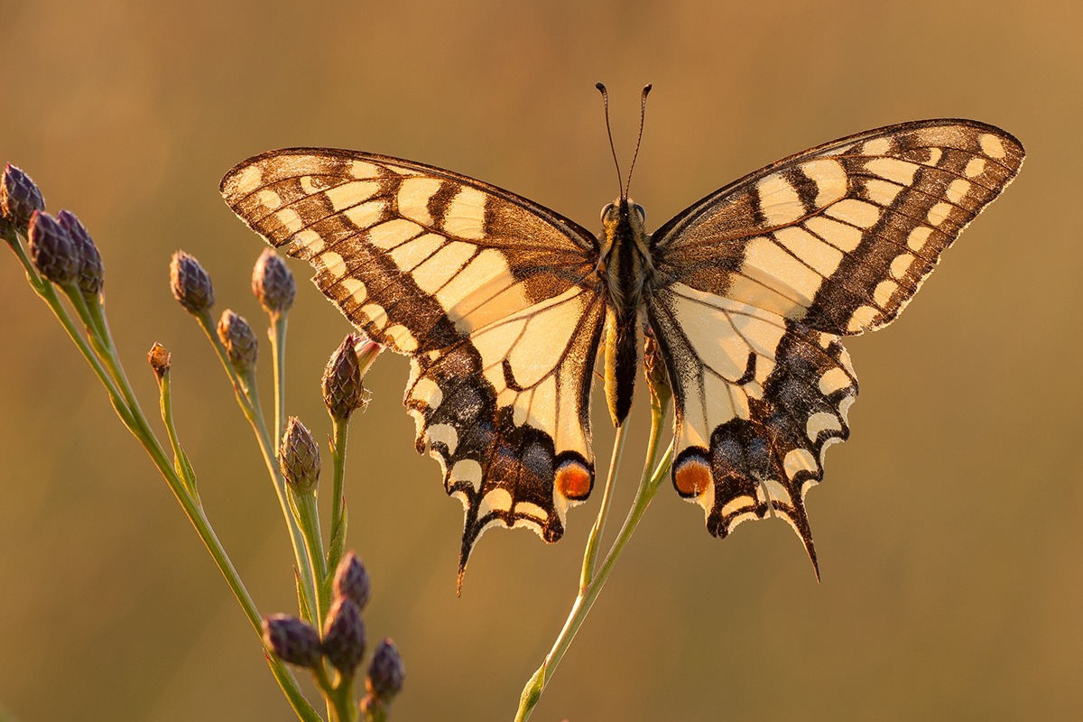Papilio machaon