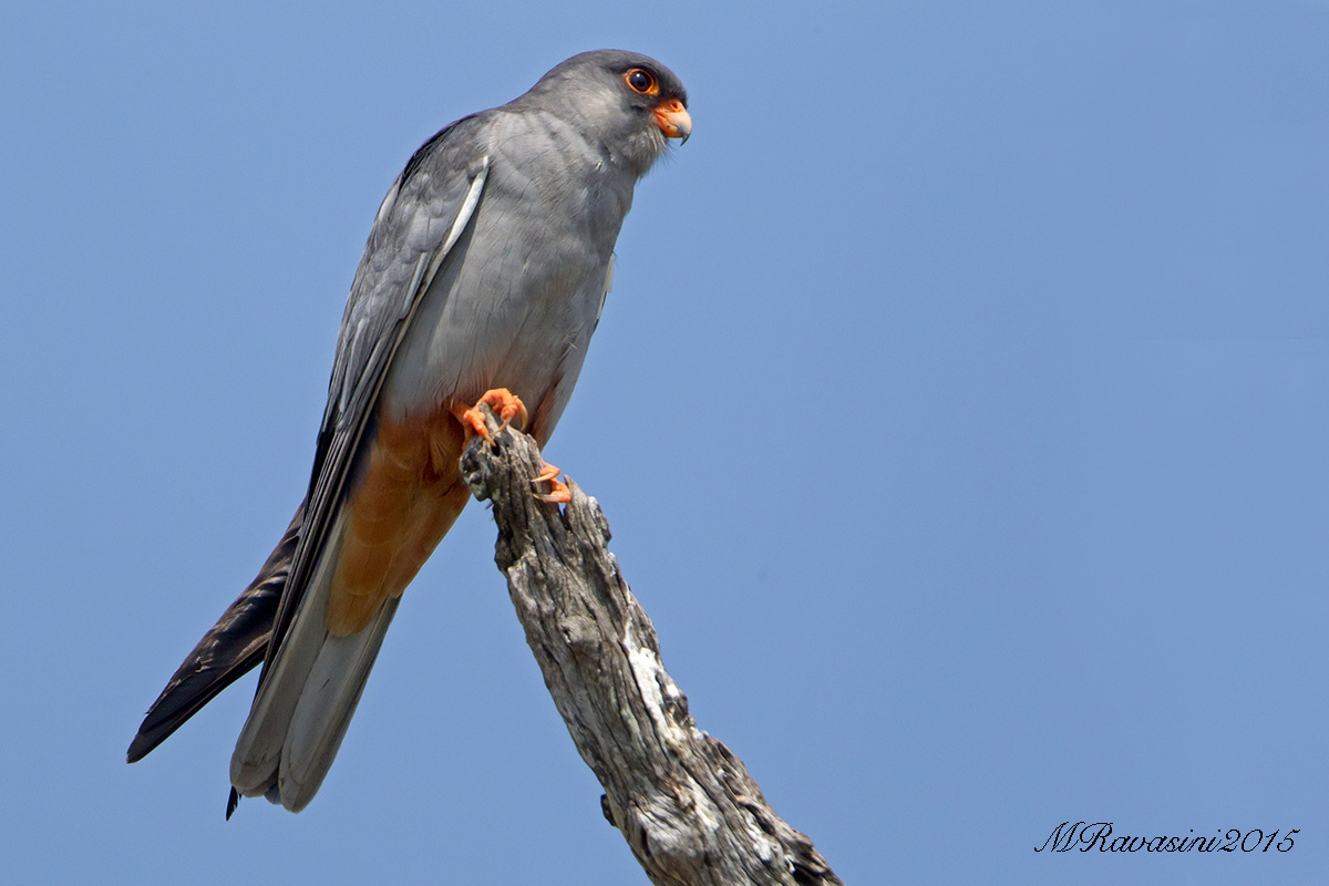 Amur falcon, adult male perching