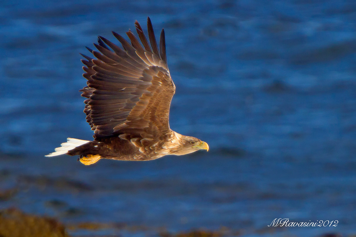 White.tailed Sea-eagle