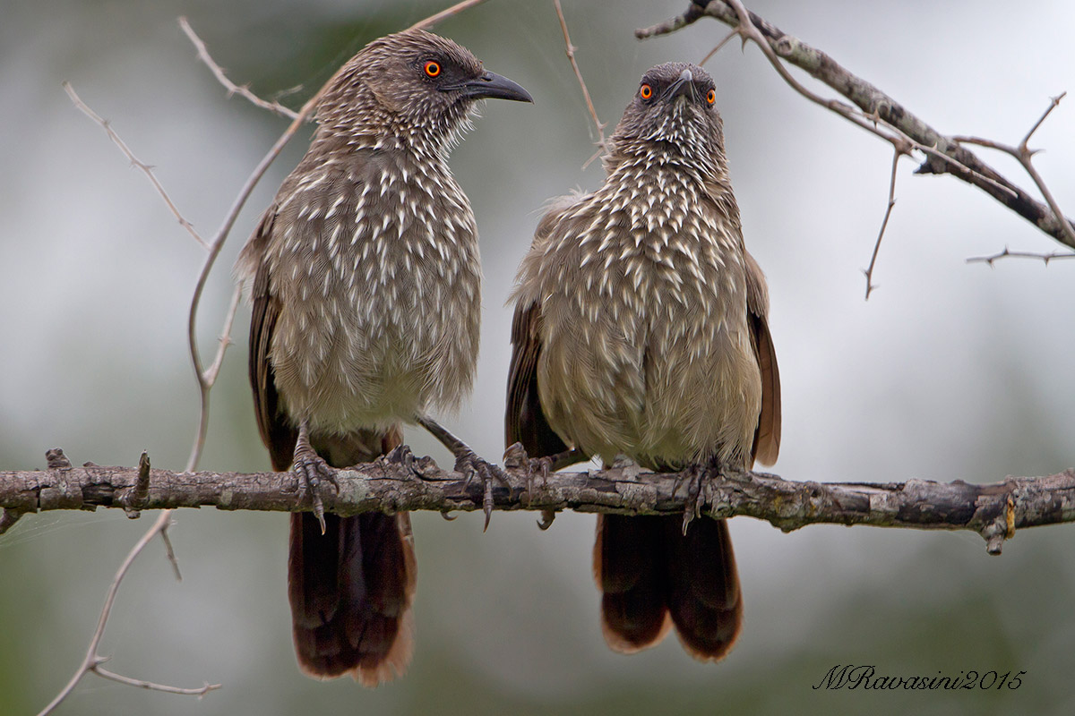 Arrow-marked Babbler