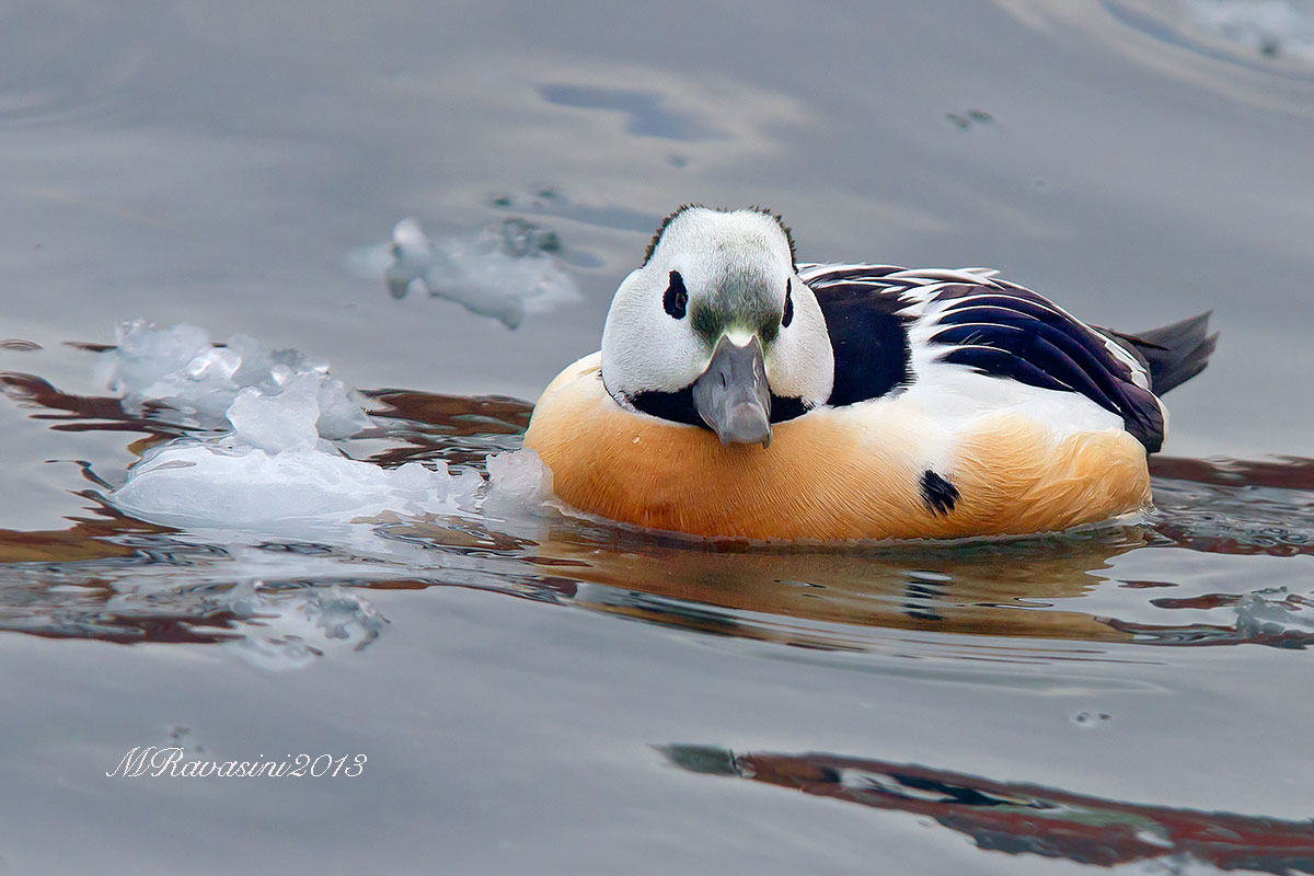 Steller Eider