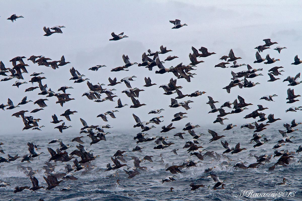 Quando si dice due anitre... Edredoni vari