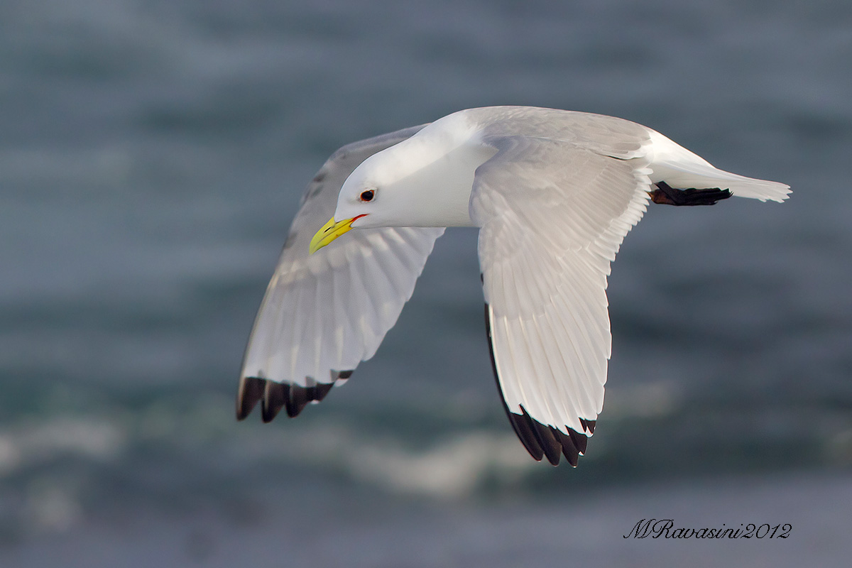 Gabbiano tridattilo in volo