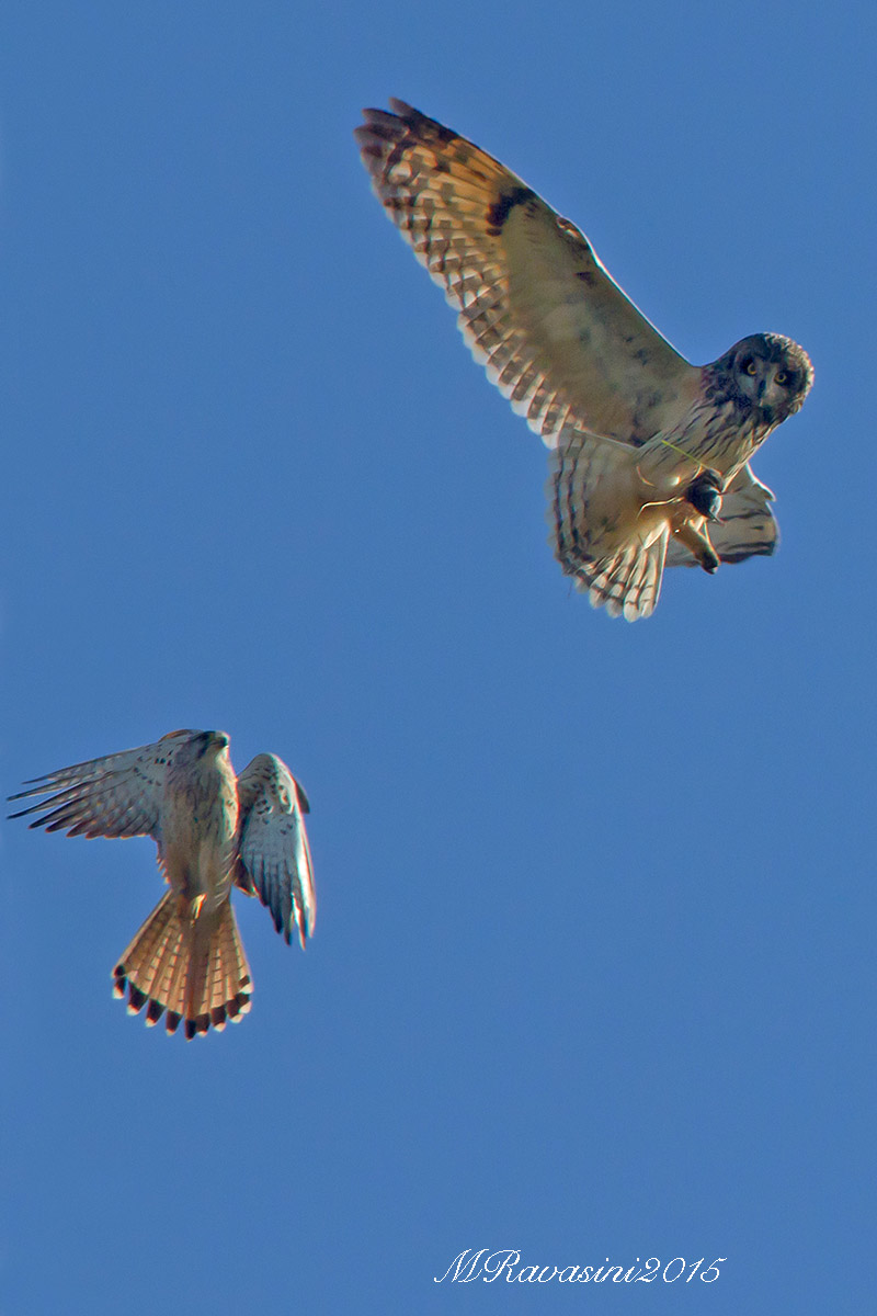 Gufo di palude e Gheppio