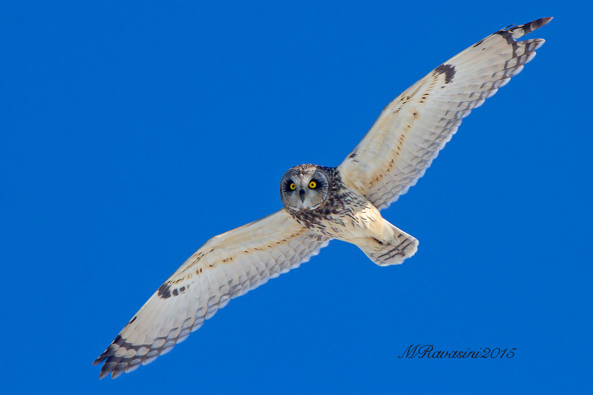 Gufo di palude in volo