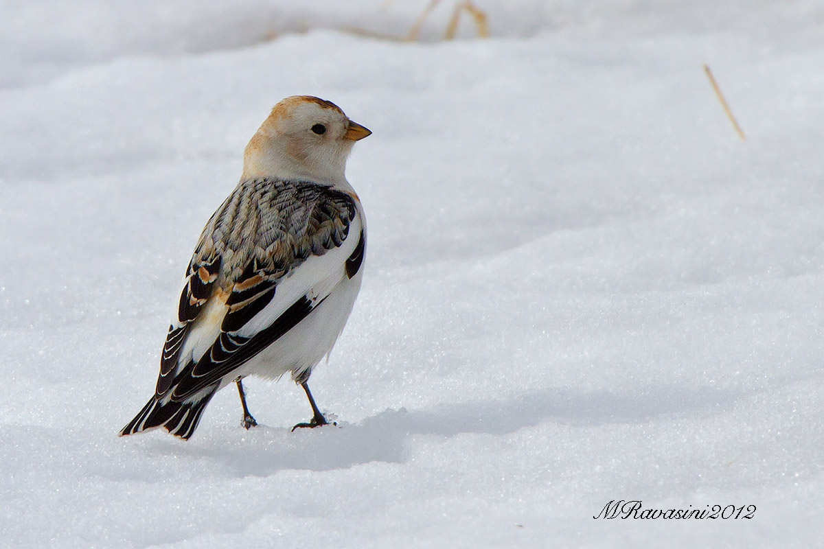 Zigolo delle nevi, maschio adulto abito invernale