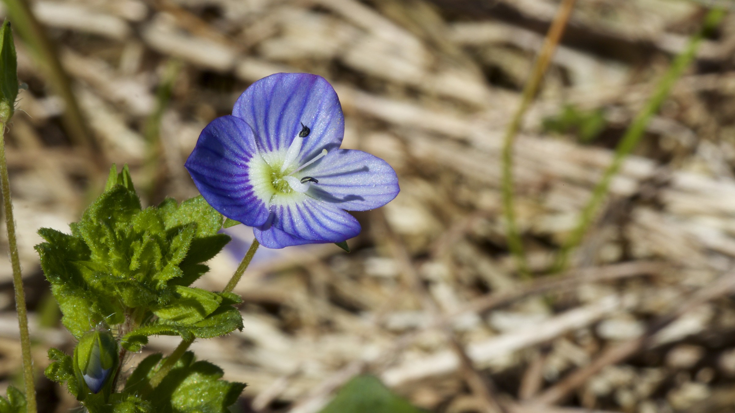 do not forget me ...