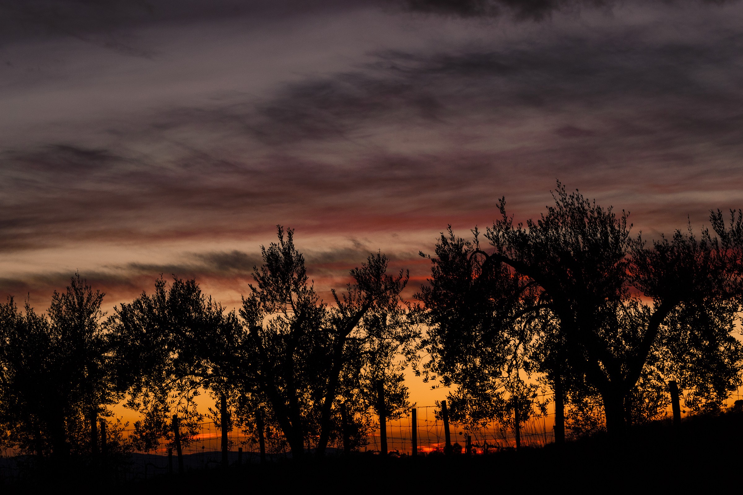 Tramonto tra gli olivi...