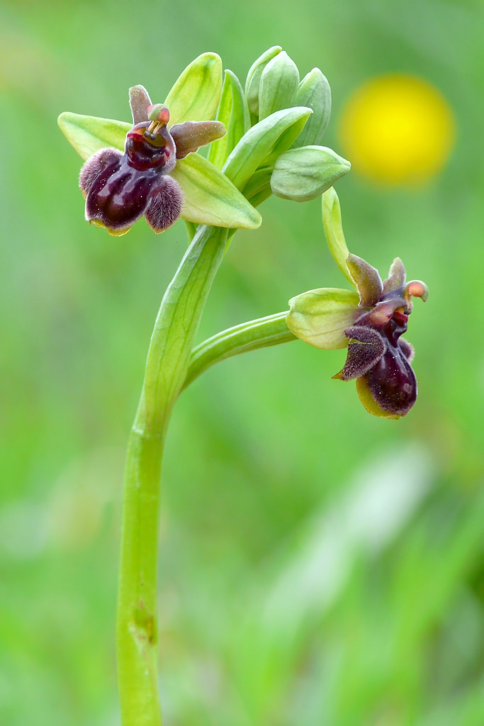 X Ophrys Ophrys bombyliflora passionis