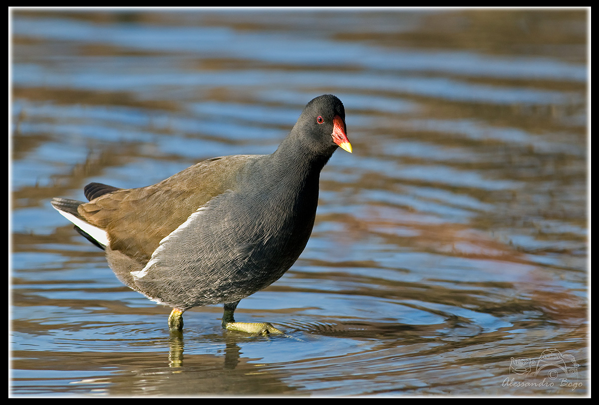 Gallinella d'acqua