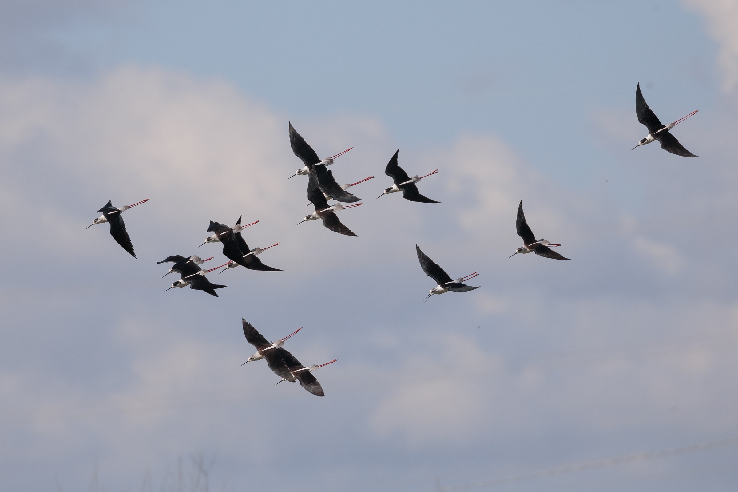 Cavalieri in picchiata