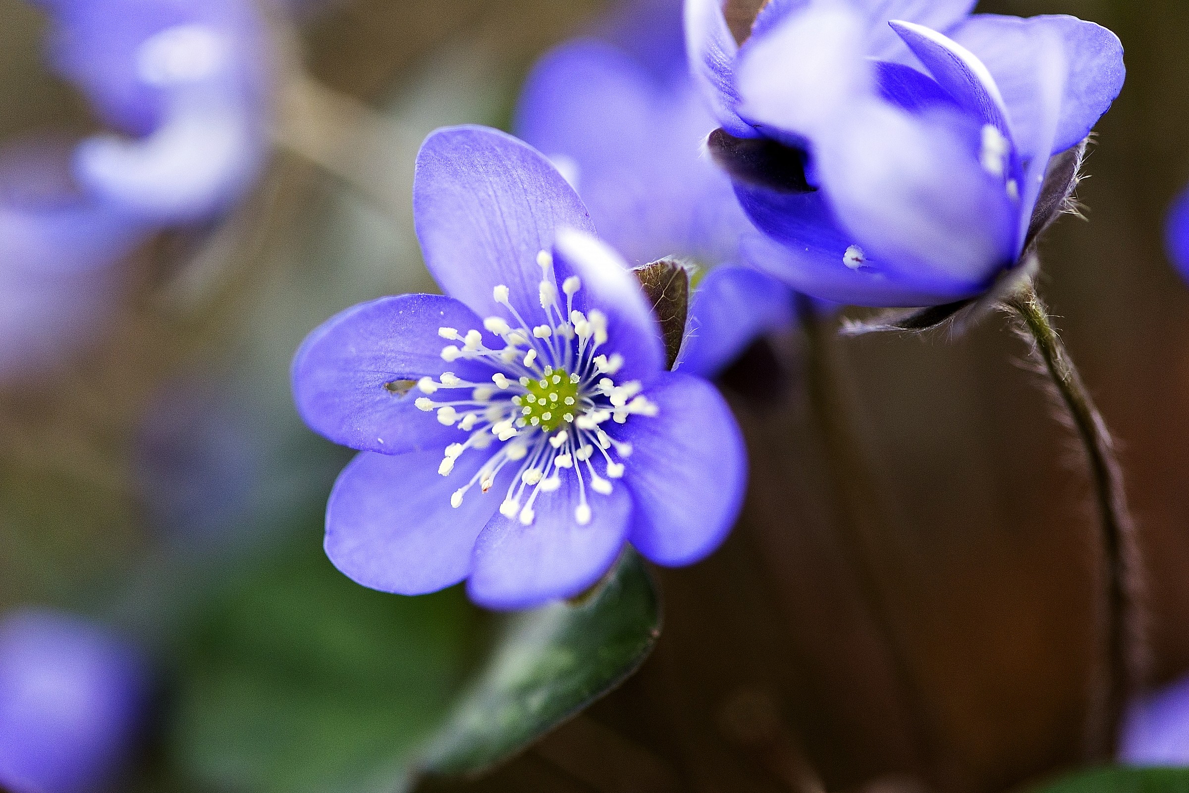 Hepatica Triloba