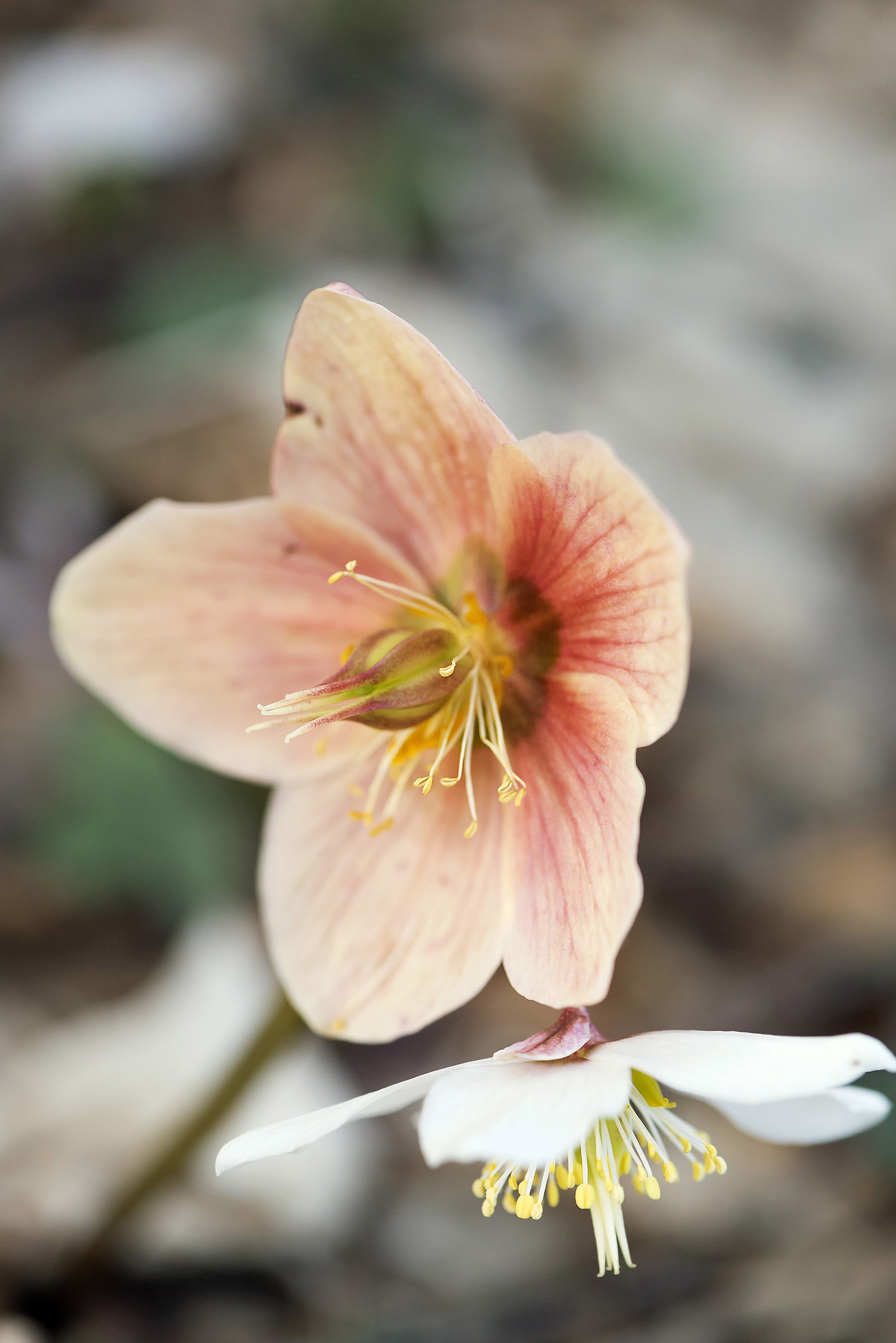 Helleborus Niger