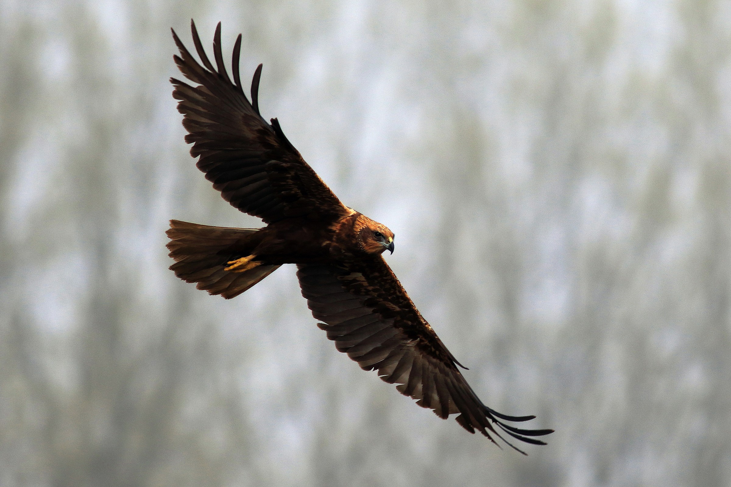 marsh harrier