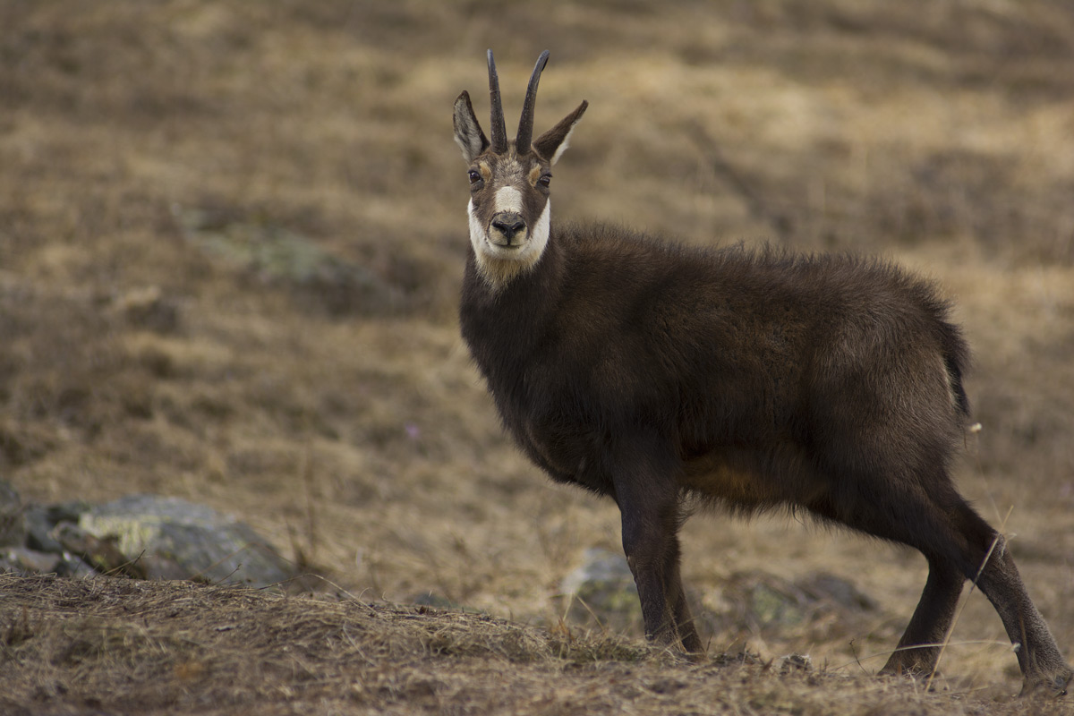 Chamois