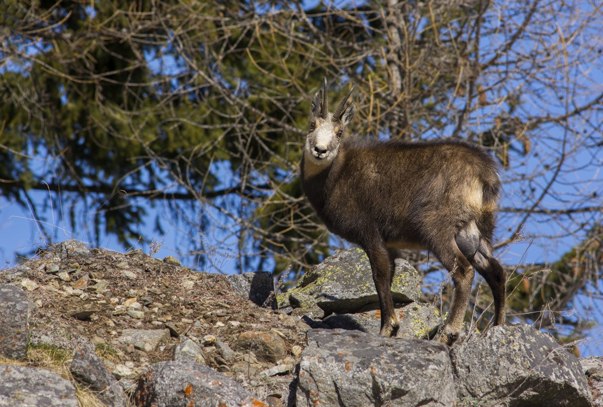 Chamois