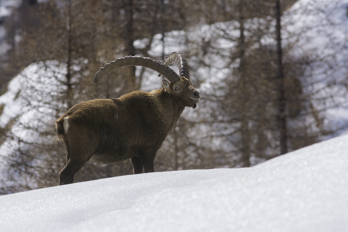 Ibex