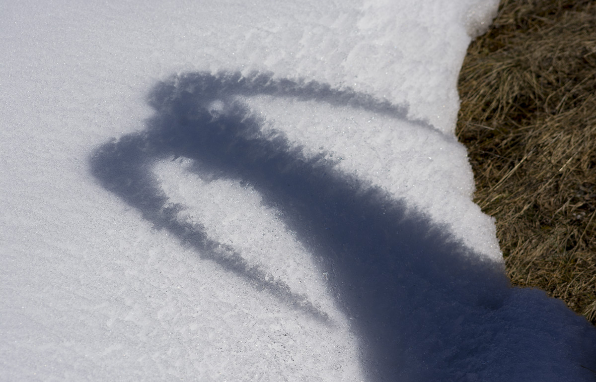 Shadow of ibex