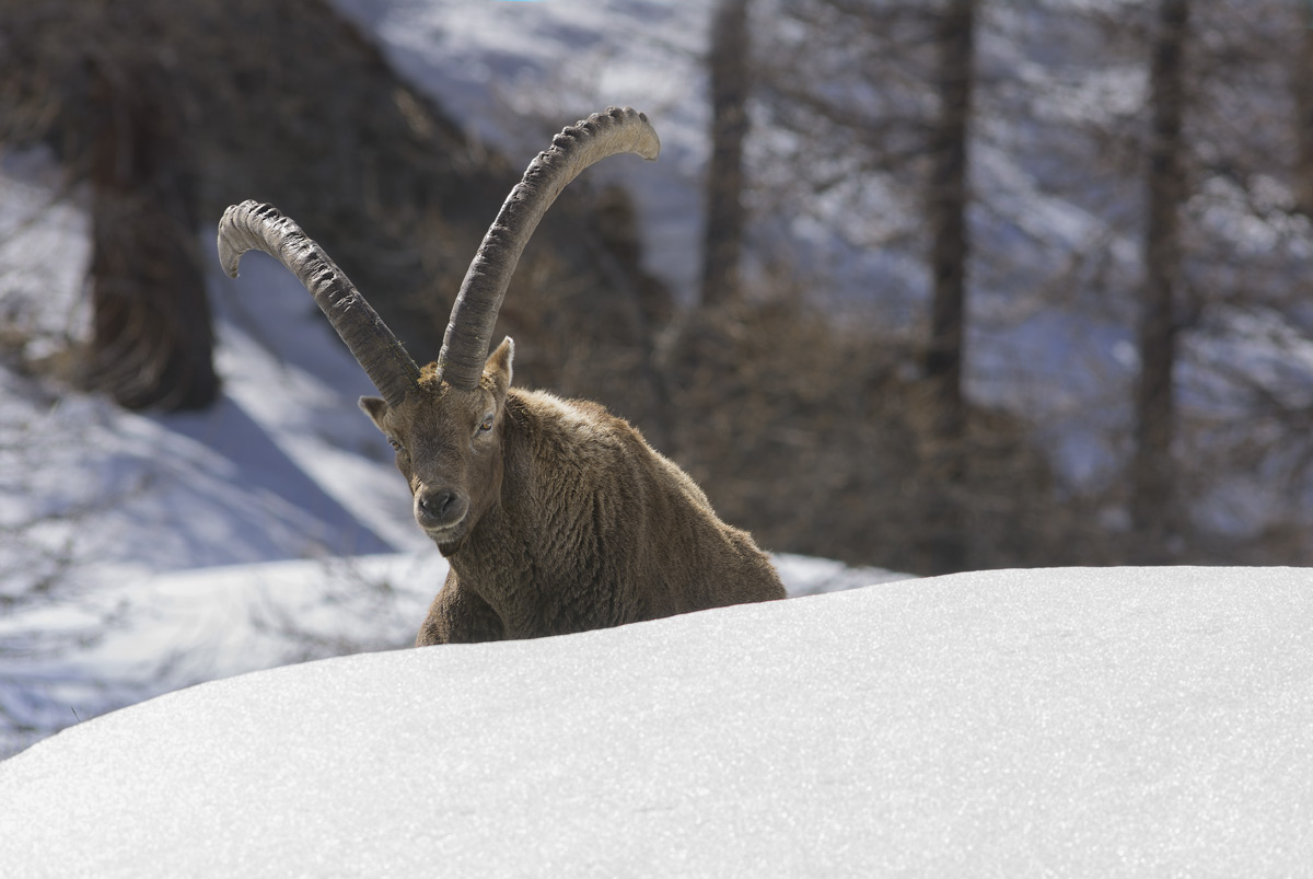 Ibex