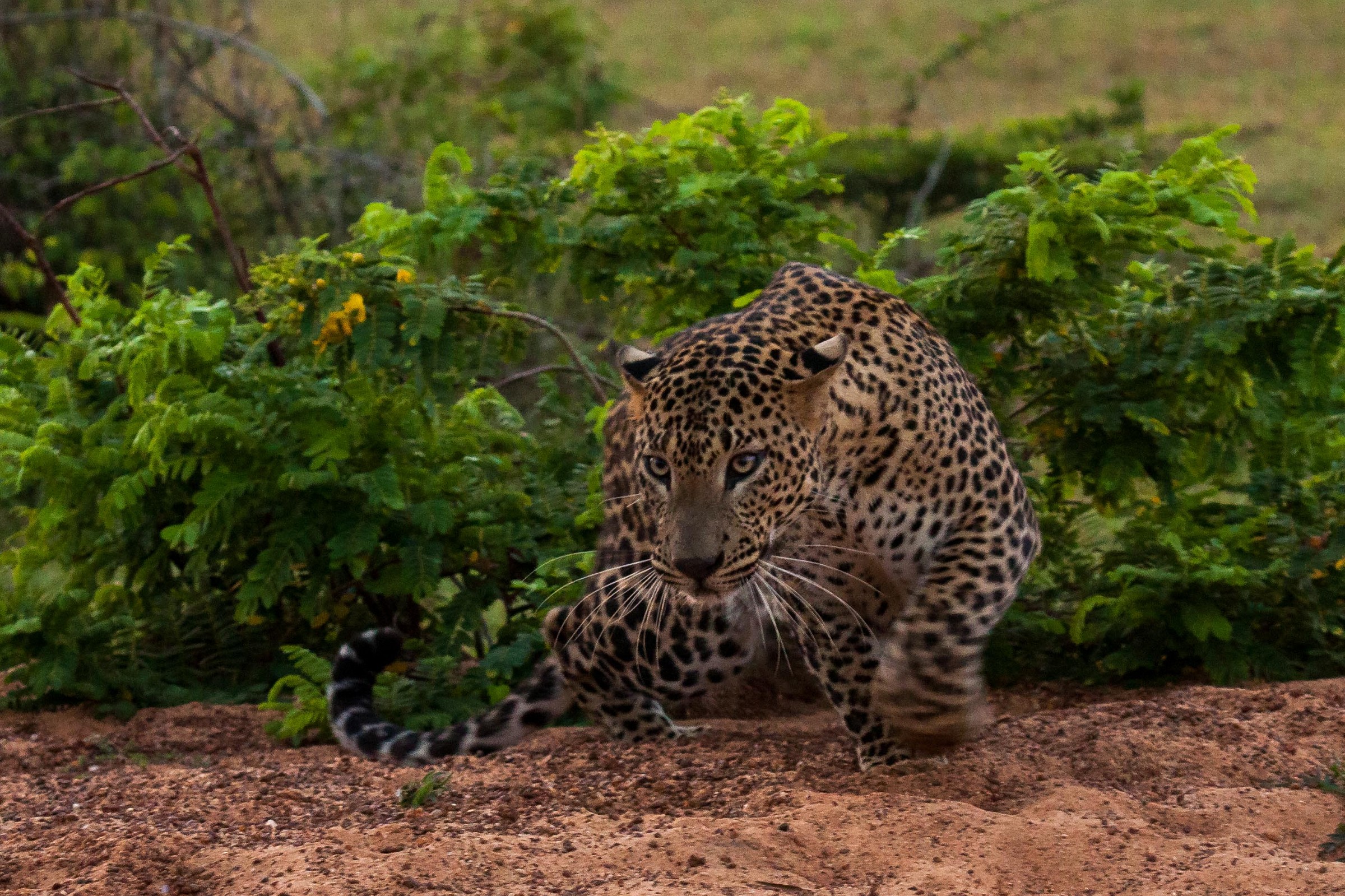 leopardo in agguato!