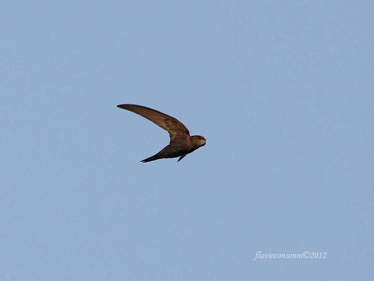 Common Swift