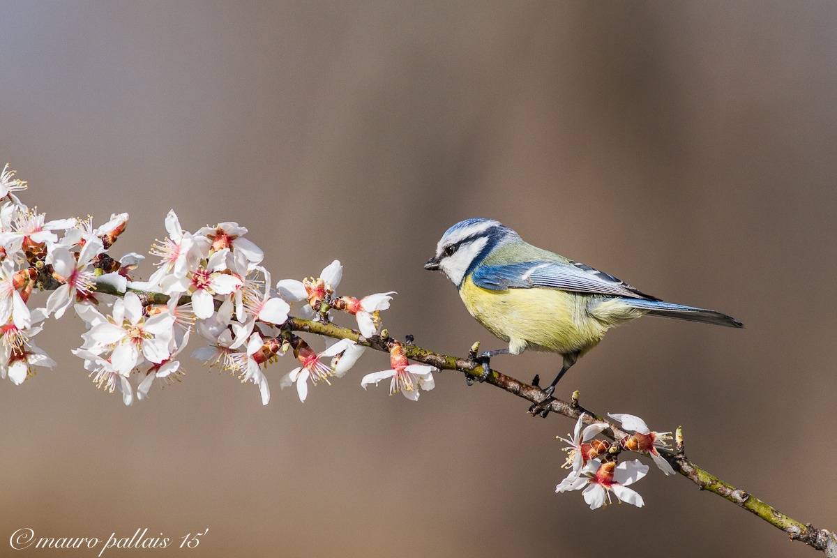 cinciarella primaverile