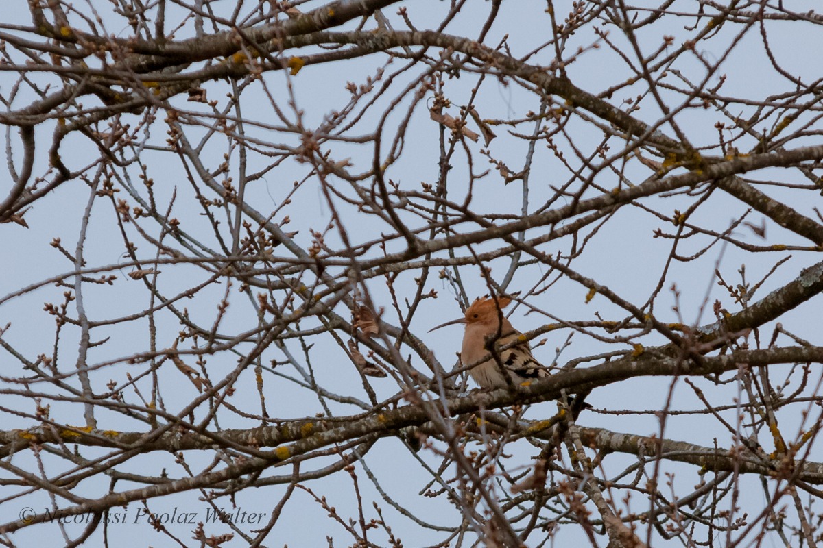 Hidden among the branches of the cherry