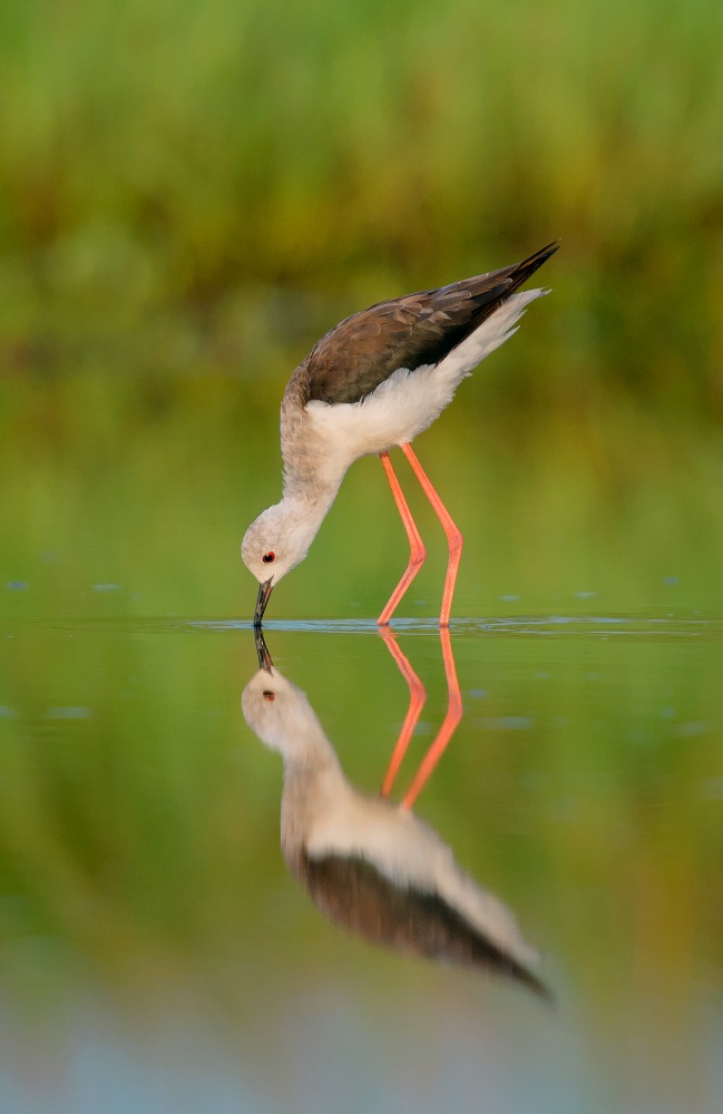 black winged stilt