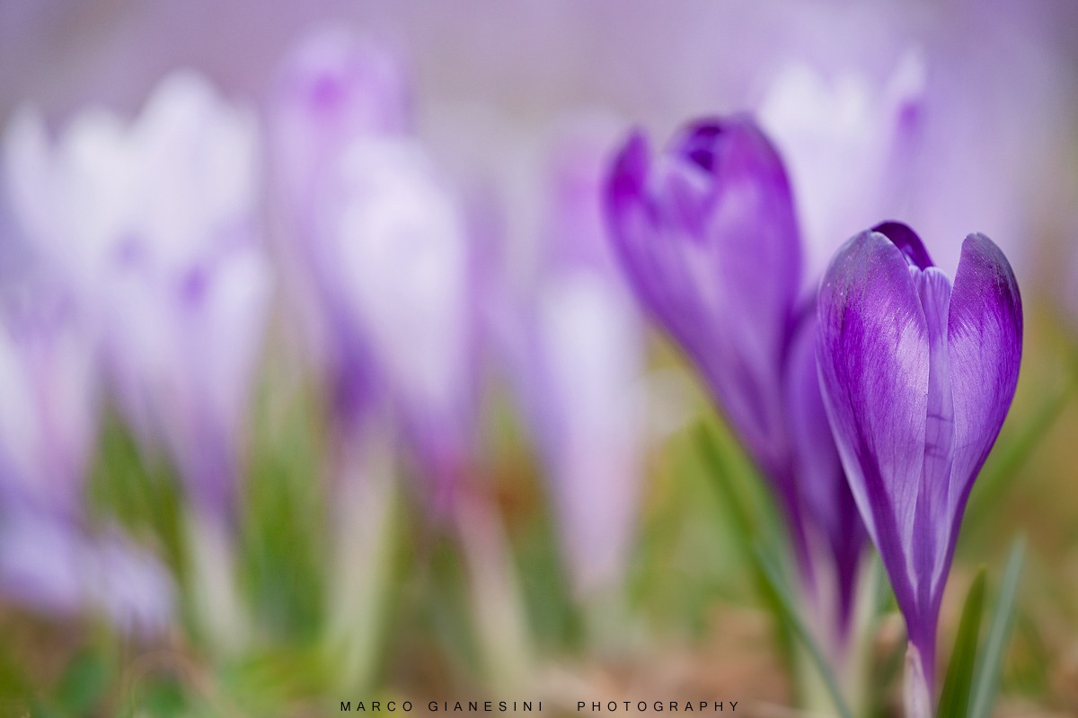 Crocuses