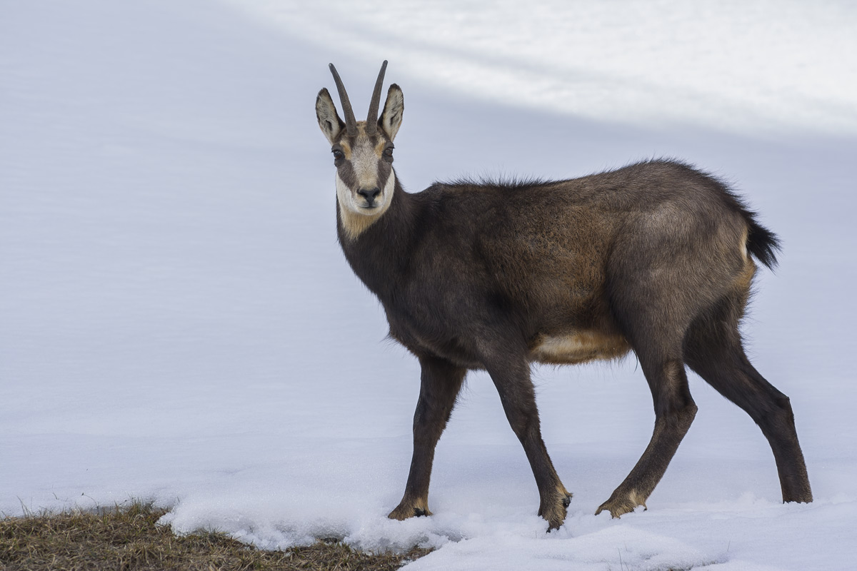 Chamois