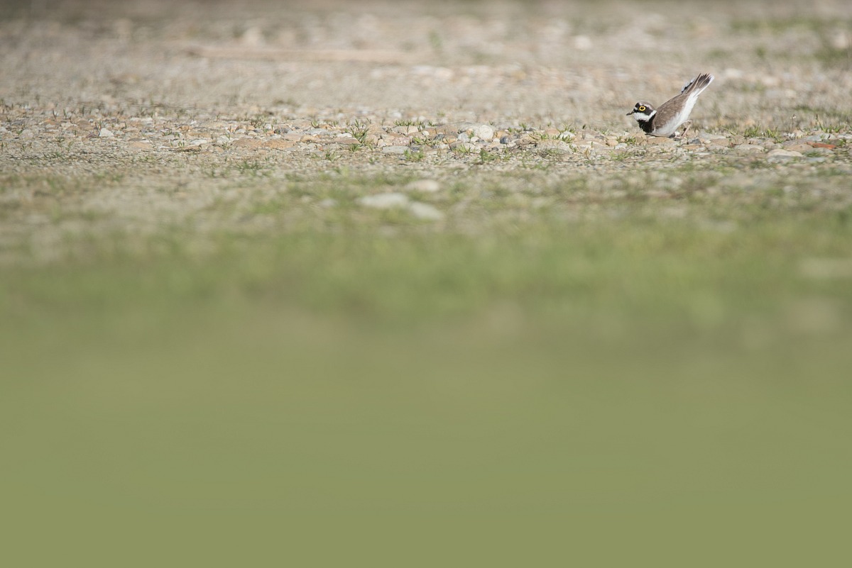 Little Ringed Plover (Charadrius dubius)