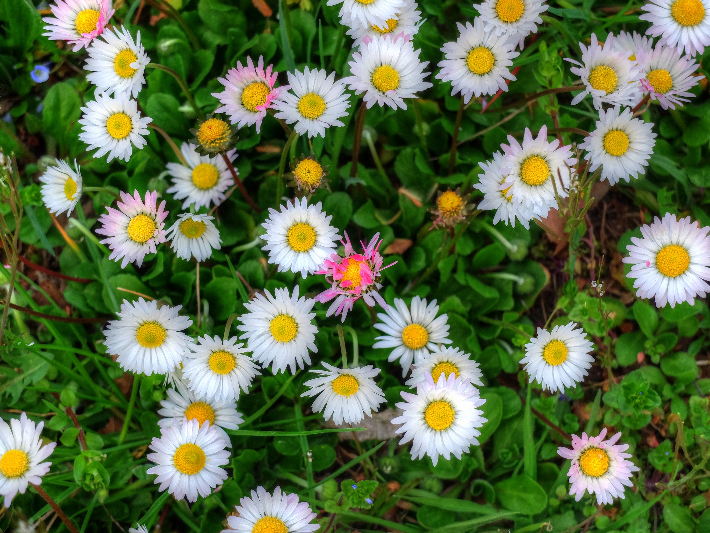 Leucanthemum vulgare