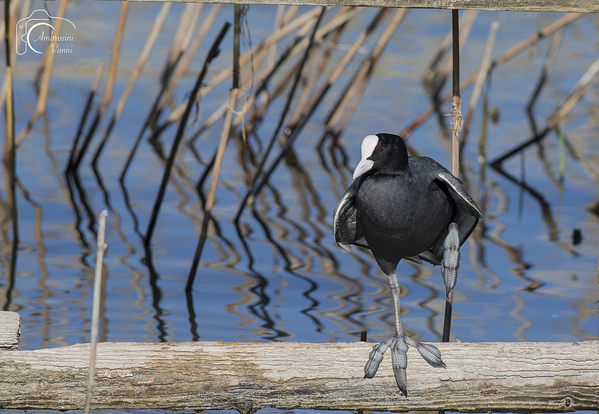 First picture with 1DX