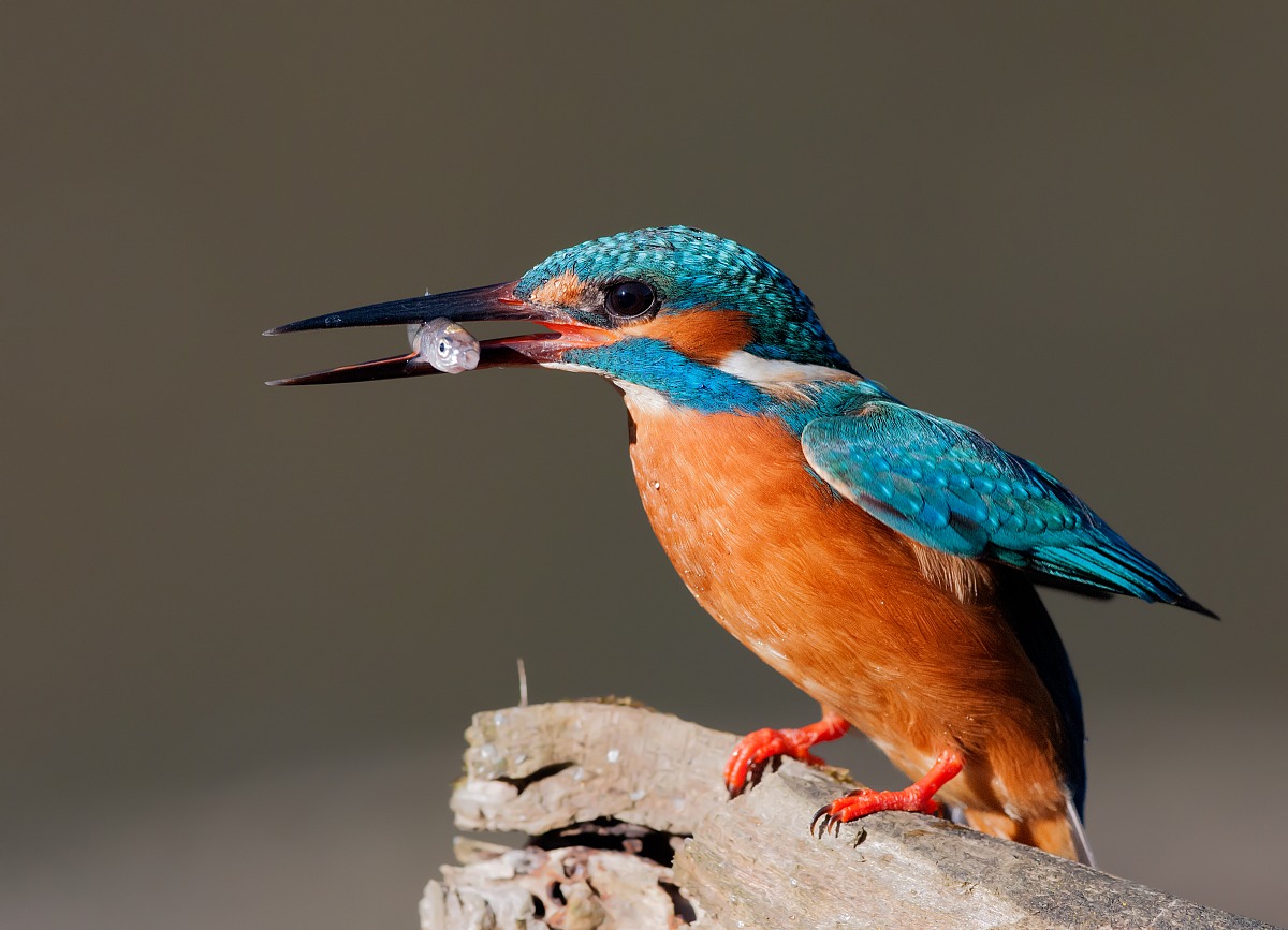 Kingfisher