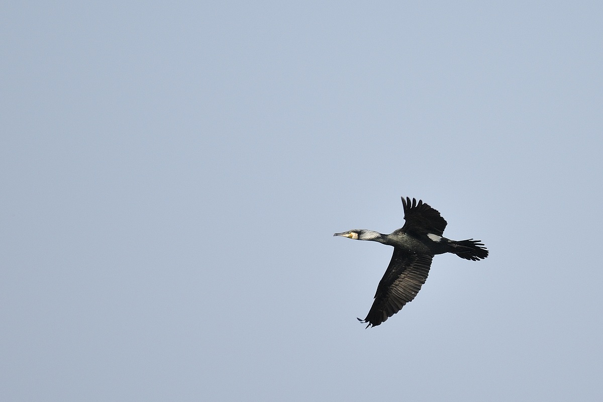 Cormorano