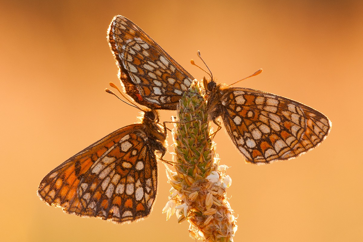 Melitaea athalia